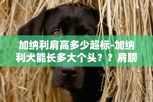 加納利肩高多少超標-加納利犬能長多大個頭？？肩膀高？還有長多少