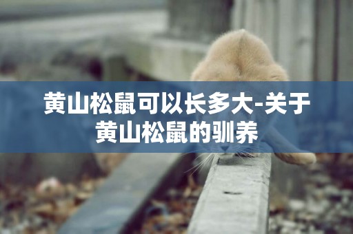 黃山松鼠可以長多大-關于黃山松鼠的馴養