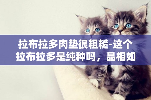 拉布拉多肉墊很粗糙-這個拉布拉多是純種嗎，品相如何，他的爪子肉墊顏色正常嗎