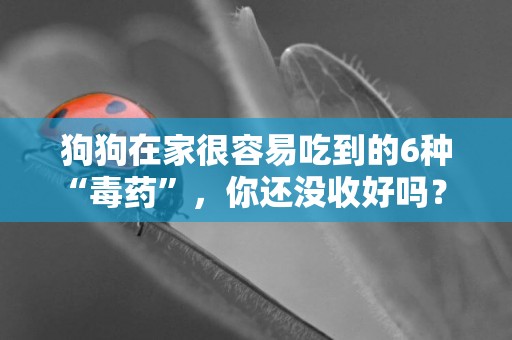 狗狗在家很容易吃到的6種“毒藥”，你還沒收好嗎？ 