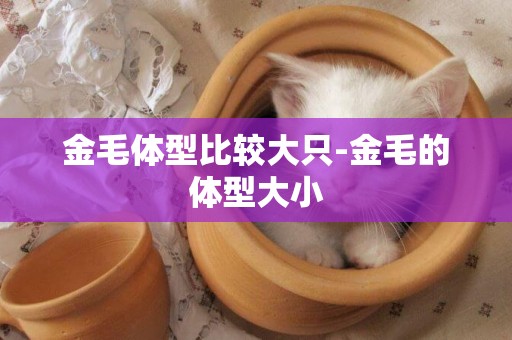 金毛體型比較大只-金毛的體型大小