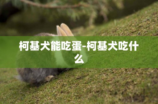 柯基犬能吃蛋-柯基犬吃什么