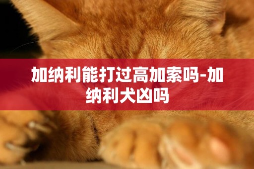 加納利能打過高加索嗎-加納利犬兇嗎