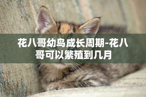 花八哥幼鳥成長周期-花八哥可以繁殖到幾月