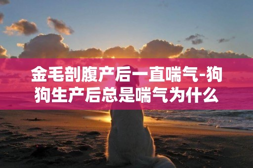 金毛剖腹產后一直喘氣-狗狗生產后總是喘氣為什么