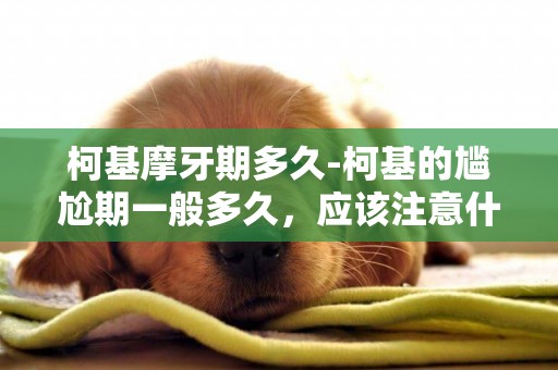 柯基摩牙期多久-柯基的尷尬期一般多久，應該注意什么呢？
