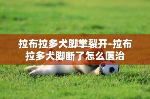 拉布拉多犬腳掌裂開-拉布拉多犬腳斷了怎么醫治