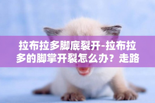 拉布拉多腳底裂開-拉布拉多的腳掌開裂怎么辦？走路有些痛