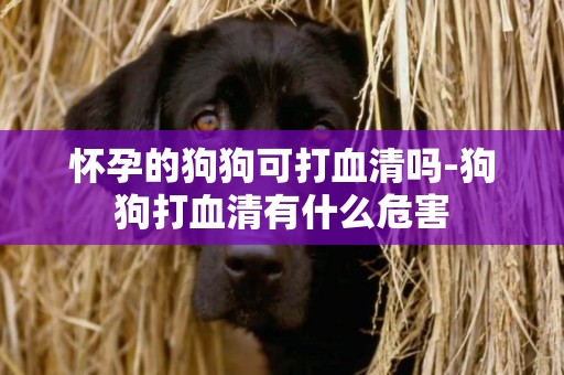 懷孕的狗狗可打血清嗎-狗狗打血清有什么危害