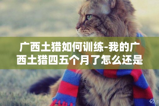 廣西土獵如何訓練-我的廣西土獵四五個月了怎么還是小狗的體型