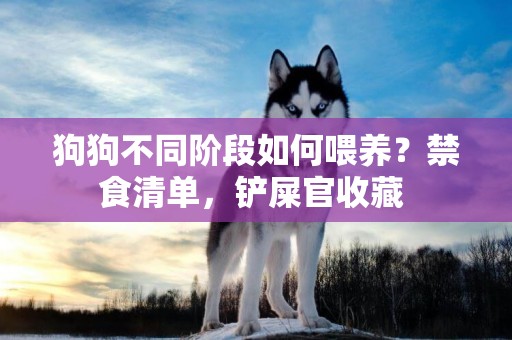 狗狗不同階段如何喂養？禁食清單，鏟屎官收藏 