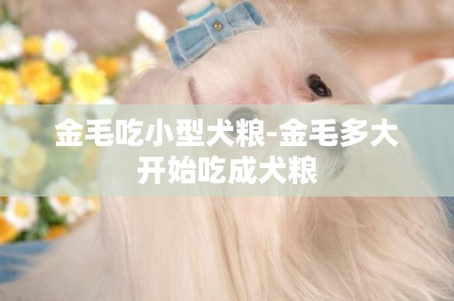 金毛吃小型犬糧-金毛多大開始吃成犬糧