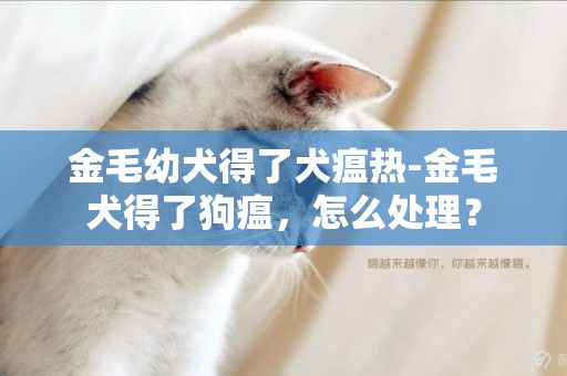 金毛幼犬得了犬瘟熱-金毛犬得了狗瘟，怎么處理？