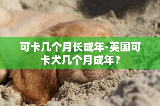 可卡幾個月長成年-英國可卡犬幾個月成年？
