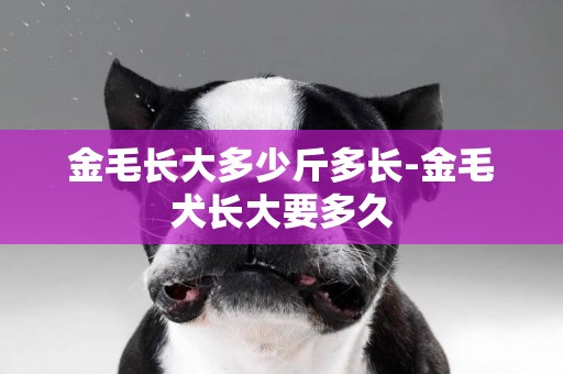 金毛長大多少斤多長-金毛犬長大要多久