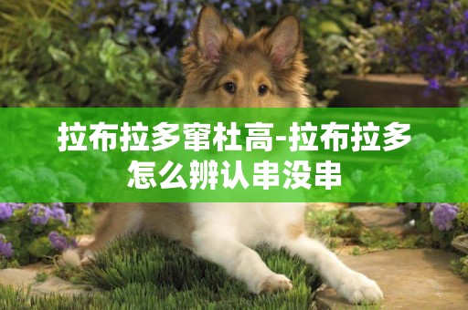 拉布拉多竄杜高-拉布拉多怎么辨認串沒串