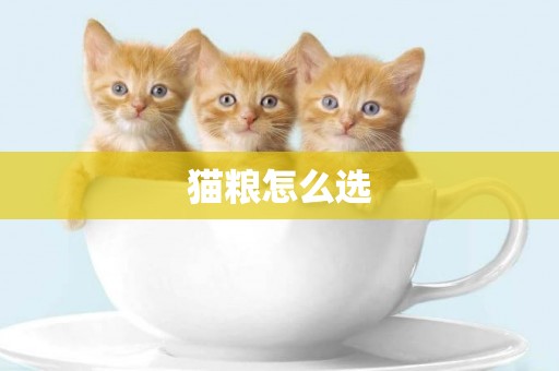 貓糧怎么選