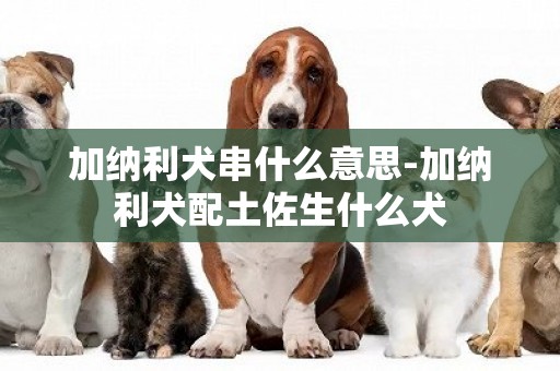 加納利犬串什么意思-加納利犬配土佐生什么犬