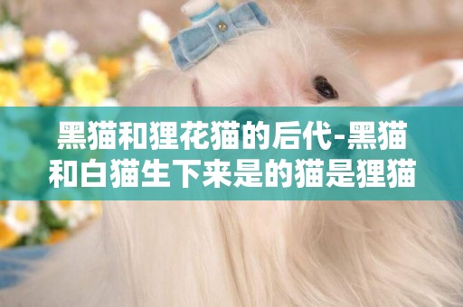 黑貓和貍花貓的后代-黑貓和白貓生下來是的貓是貍貓嗎