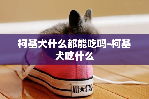 柯基犬什么都能吃嗎-柯基犬吃什么