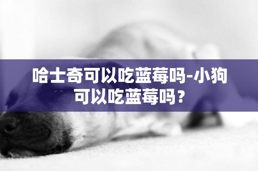 哈士奇可以吃藍莓嗎-小狗可以吃藍莓嗎？
