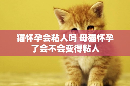 貓懷孕會粘人嗎 母貓懷孕了會不會變得粘人