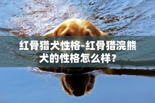 紅骨獵犬性格-紅骨獵浣熊犬的性格怎么樣？