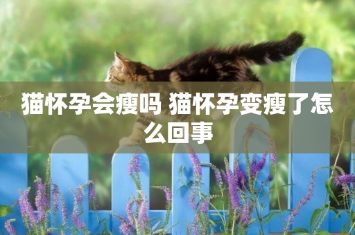 貓懷孕會瘦嗎 貓懷孕變瘦了怎么回事