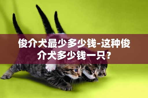 俊介犬最少多少錢-這種俊介犬多少錢一只？