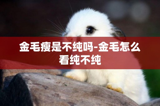 金毛瘦是不純嗎-金毛怎么看純不純