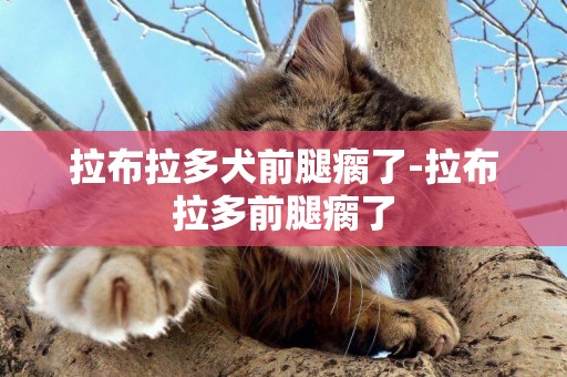 拉布拉多犬前腿瘸了-拉布拉多前腿瘸了