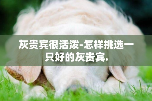 灰貴賓很活潑-怎樣挑選一只好的灰貴賓.