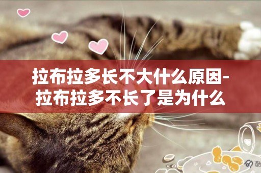 拉布拉多長不大什么原因-拉布拉多不長了是為什么
