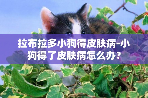 拉布拉多小狗得皮膚病-小狗得了皮膚病怎么辦？