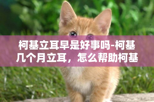 柯基立耳早是好事嗎-柯基幾個月立耳，怎么幫助柯基立耳？