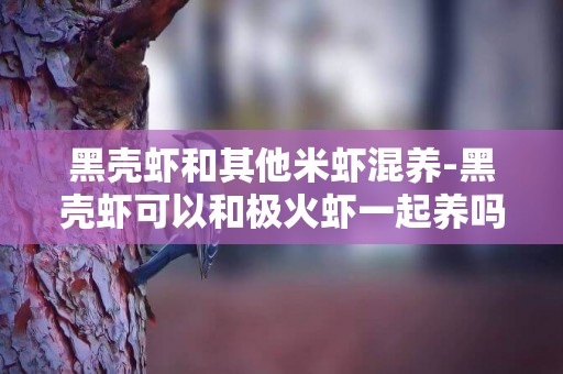 黑殼蝦和其他米蝦混養-黑殼蝦可以和極火蝦一起養嗎？