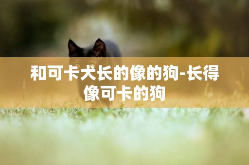和可卡犬長的像的狗-長得像可卡的狗