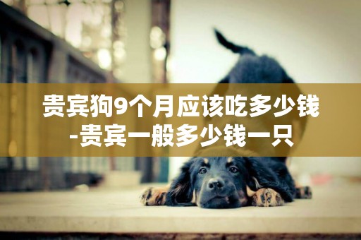 貴賓狗9個月應該吃多少錢-貴賓一般多少錢一只