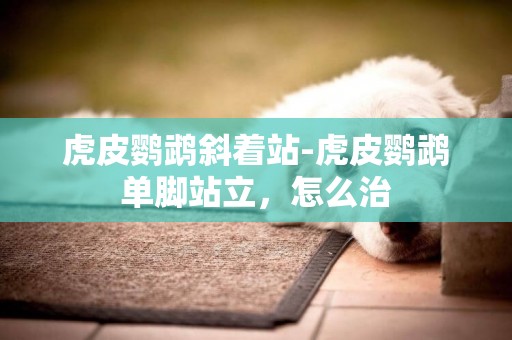 虎皮鸚鵡斜著站-虎皮鸚鵡單腳站立，怎么治