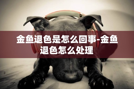 金魚退色是怎么回事-金魚退色怎么處理