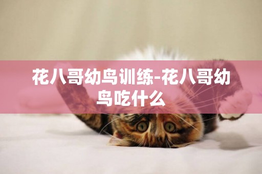 花八哥幼鳥訓練-花八哥幼鳥吃什么