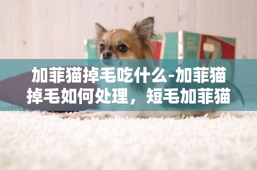 加菲貓掉毛吃什么-加菲貓掉毛如何處理，短毛加菲貓掉毛怎么辦