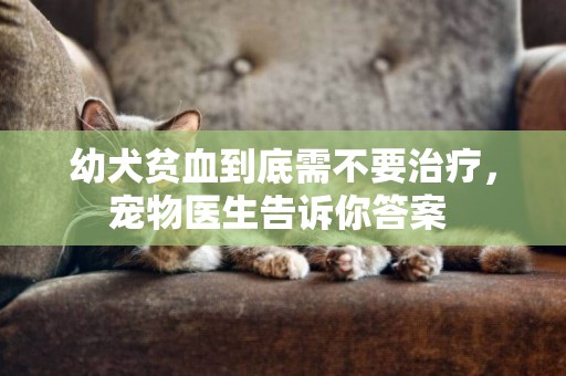 幼犬貧血到底需不要治療，寵物醫生告訴你答案 