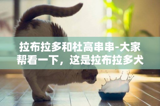 拉布拉多和杜高串串-大家幫看一下，這是拉布拉多犬還是拉布拉多犬串串？