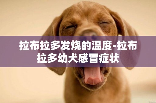 拉布拉多發燒的溫度-拉布拉多幼犬感冒癥狀