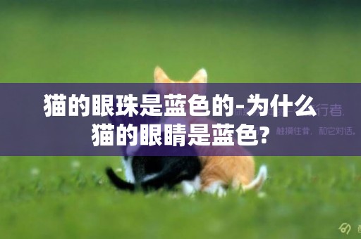 貓的眼珠是藍色的-為什么貓的眼睛是藍色?