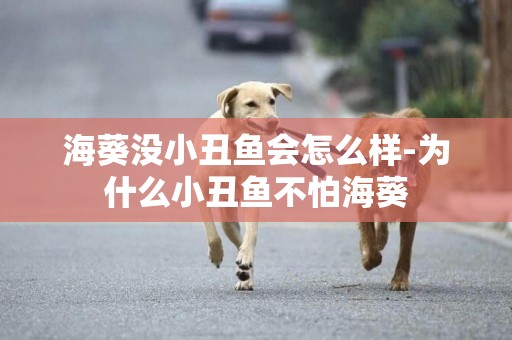 海葵沒小丑魚會怎么樣-為什么小丑魚不怕海葵
