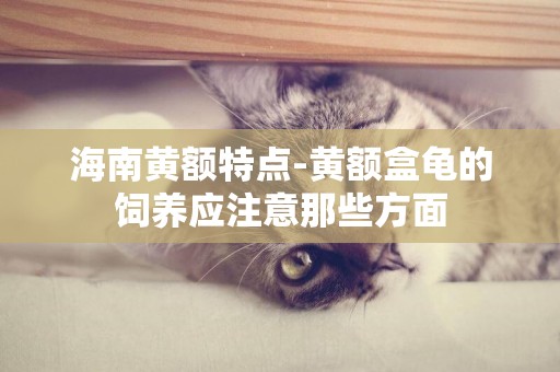 海南黃額特點-黃額盒龜的飼養應注意那些方面