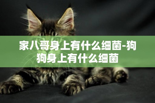 家八哥身上有什么細菌-狗狗身上有什么細菌