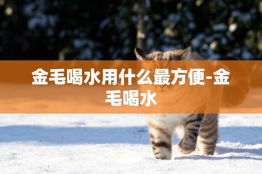 金毛喝水用什么最方便-金毛喝水